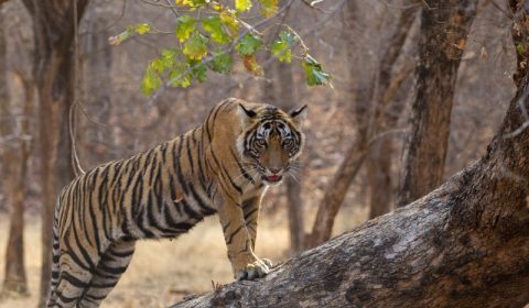 Ranthambore Jungle Safari